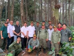 Wakadivre Jatim Tinjau Pengelolaan Agroforestry Kopi dan Getah Pinus di KPH Bondowoso, Optimis Capai Target Produksi