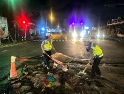 Bahayakan Pengendara, BLP Polsek Denpasar Barat Bersihkan Tumpahan Oli Disimpang Buagan