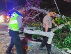 Pohon Tumbang di Jalan Denpasar-Gilimanuk, Arus Lalu Lintas Sempat Terganggu.