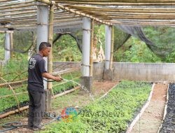 Besok! PLN Resmikan Pengembangan Ekosistem Biomassa di Tasikmalaya