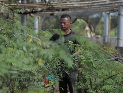 Ubah Lahan Kritis Jadi Hijau dan Produktif, PLN Kembangkan Ekosistem Biomassa Berbasis Pertanian Terpadu