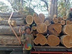 Dua Pejabat Perhutani Bondowoso Korbankan Akhir Pekan untuk Kawal Tebangan Jati di Bungatan