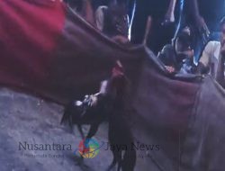 Kalangan Perjudian Sabung Ayam di Wilayah Hukum Polsek Jetis Masih Beroperasi, Polisi Kemana?