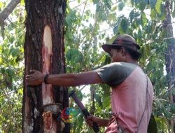 Produksi Getah Pinus di KPH Bondowoso Capai 55.080 Kg hingga September 2024