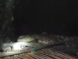 Kemunculan Buaya 3 Meter di Sungai Medokan Semampir Surabaya Resahkan Warga