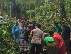 Dua WNA Tewas Akibat Pohon Tumbang di Monkey Forest Ubud, Polisi Lakukan Penyelidikan