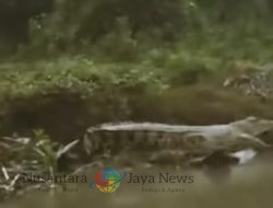 Penampakan Buaya 4 Meter di Perairan Buduran, Warga Diimbau Waspada