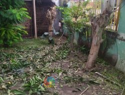 Penanganan Gangguan Listrik dan Pemangkasan Pohon Tidak Becus, Publik Desak Menteri BUMN Copot Manager PLN Ranting Dompu & Kepala UP3 Bima