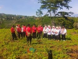 Perum Perhutani Bondowoso Gelar Penanaman 1.300 Bibit Pohon Pinus untuk Reboisasi