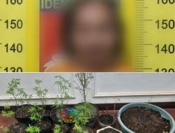 Tanam Ganja di Pekarangan, Pria 64 Tahun di Malang Dibekuk Polisi