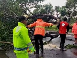 Akses Lalu Lintas di Suramadu Macet Parah Gegara Pohon Tumbang