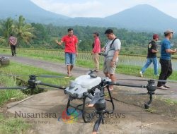 Pertanian di Jatiluwih Gunakan Teknologi Drone dan Pupuk Organik Cair untuk Keberlanjutan Agrikultur Bali