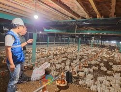 Momen Nataru, Tarif Listrik TW I 2025 Tetap, PLN Pastikan Keandalan Listrik bagi Masyarakat Jadi Prioritas Utama