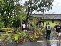 Satlantas Polres Gresik Sigap Evakuasi Pohon Tumbang di Jl. Raya Abar Abir