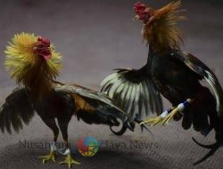Bebas Beroperasi, Judi Sabung Ayam di Dusun Pongkerep Sampang Resahkan Warga