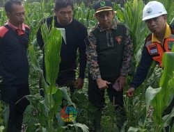 Perhutani Bondowoso Selatan Tinjau Keberhasilan Reboisasi, Pastikan Tanaman Tumbuh Optimal