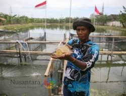 Telaga Semanggi Sukses Gelar Panen Raya, Pemkot Surabaya Dorong Agrowisata Berbasis Ketahanan Pangan