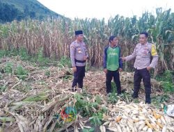 Kapolsek Dompu Pantau Lahan Jagung Petani Di Manggeasi.