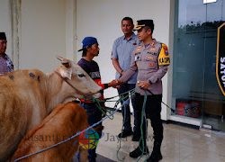 Polres Bondowoso Berhasil Temukan dan Kembalikan 3 ekor Sapi yang Hilang Pemilik Tersenyum Riang
