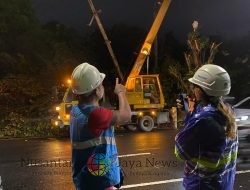 Pohon Tumbang Akibatkan Listrik Padam, PLN Berjibaku Lakukan Penormalan