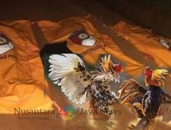 “Kasus Sabung Ayam, 1 Warga Sipil Jadi Tersangka Sementara 2 Oknum TNI Masih Saksi.” Katanya