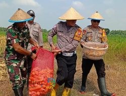 Panen Raya Jagung di Desa Karangandong, Driyorejo: Wujud Nyata Sinergi untuk Ketahanan Pangan di Gresik