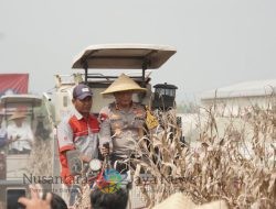Kapolda Jawa Timur dan Forkopimda Panen Raya Jagung di Prambon Sidoarjo
