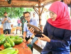 Beratnya Capai 1,8 Kg, Gubernur Khofifah Kenalkan Alpukat Kelud Berukuran Jumbo Asli Kediri