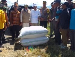 Bupati Dompu Panen Raya Di So Monta Baru, Tapi Harga Gabah Petani Turun, Bulog Tak Konsten Serap Gabah Petani
