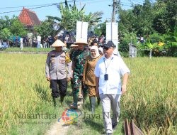 Dukung Ketahanan Pangan Kapolda Jatim Bersama Forkopimda Panen Raya Padi di Ngawi