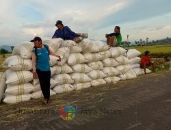 Harga Gabah Di Dompu Anjlok, Bulog Tidak Maksimal Serap Gabah Petani