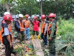 Perhutani Bondowoso Utara Gelar Cutting Test Jati di RPH Bayeman, Tekankan Pemahaman Panca Usaha Tebangan