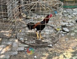 Polres Gresik Respon Aduan Warga, Grebek Lokasi Diduga Perjudian Sabung Ayam di Gresik