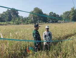 Di Tengah Sawah, Serda Beni Koramil 0830/06 Berbaur dengan Petani Tengger Surabaya