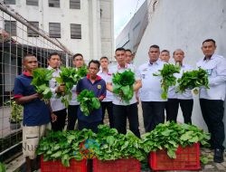 Wujudkan Program Akselerasi Menteri, Lapas Jember Panen Sawi