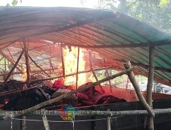 Tindak Tegas Perjudian Polres Mojokerto Bongkar Arena Sabung Ayam