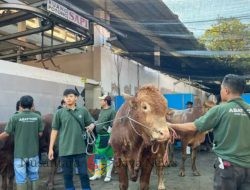 Jelang Iduladha, RPH Surabaya Targetkan Penjualan Sapi Kurban Naik 5 Persen Meski Ekonomi Lesu