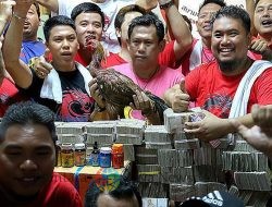 GEMAH Beberkan Dugaan Pemerasan Anggota DPRD DKI untuk Judi Sabung Ayam
