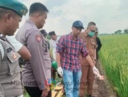 Tragis! Petani Gresik Tewas Tersengat Jebakan Tikus Listrik di Sawah Milik Kepala Dusun