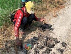 Polisi Bantu Habisi Tikus Yang Mengancam Sektor Pariwisata di Gianyar Bali