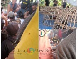 Baru Sepekan Digerebek, Arena Judi Sabung Ayam di Sukomoro Kembali Beroperasi: Warga Duga Ada yang Membekingi