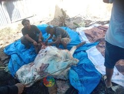 DPC GRIB Jaya Kota Medan Berbagi Kebahagiaan di Hari Raya Idul Adha dengan Menyembelih 20 Ekor Sapi