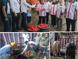 DPP Horas Bangso Batak Qurban 2 Ekor Sapi Sumbangan Pol (Purn) Drs Agus Andrianto SH MH