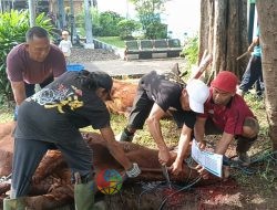 Allahu Akbar! PLN UIP JBTB Sembelih 12 Hewan Kurban, Teguhkan Semangat Kepedulian dan Persaudaraan