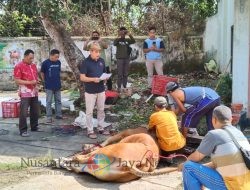 Perum Perhutani KPH Bondowoso Laksanakan Penyembelihan Hewan Qurban, Bagikan 350 Paket Daging untuk Kaum Dhuafa dan Pekerja Non-Karyawan