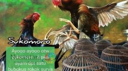 Sarang Judi Sukomoro Hidup Lagi: Grebek Gagal, Polisi Diduga Mandul dan Ada Aroma “Pengondisian”