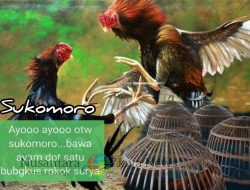 Sarang Judi Sukomoro Hidup Lagi: Grebek Gagal, Polisi Diduga Mandul dan Ada Aroma “Pengondisian”
