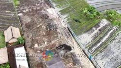 Sempat Di hentikan, Proyek di Kawasan Suci Pura Tanah Lot dan diatas Sawah LSD Diam-Diam Berlanjut