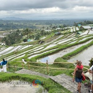 Jatiluwih Festival VI 2025 Jaga Tradisi dan Budaya Nyalakan Masa Depan Berkelanjutan