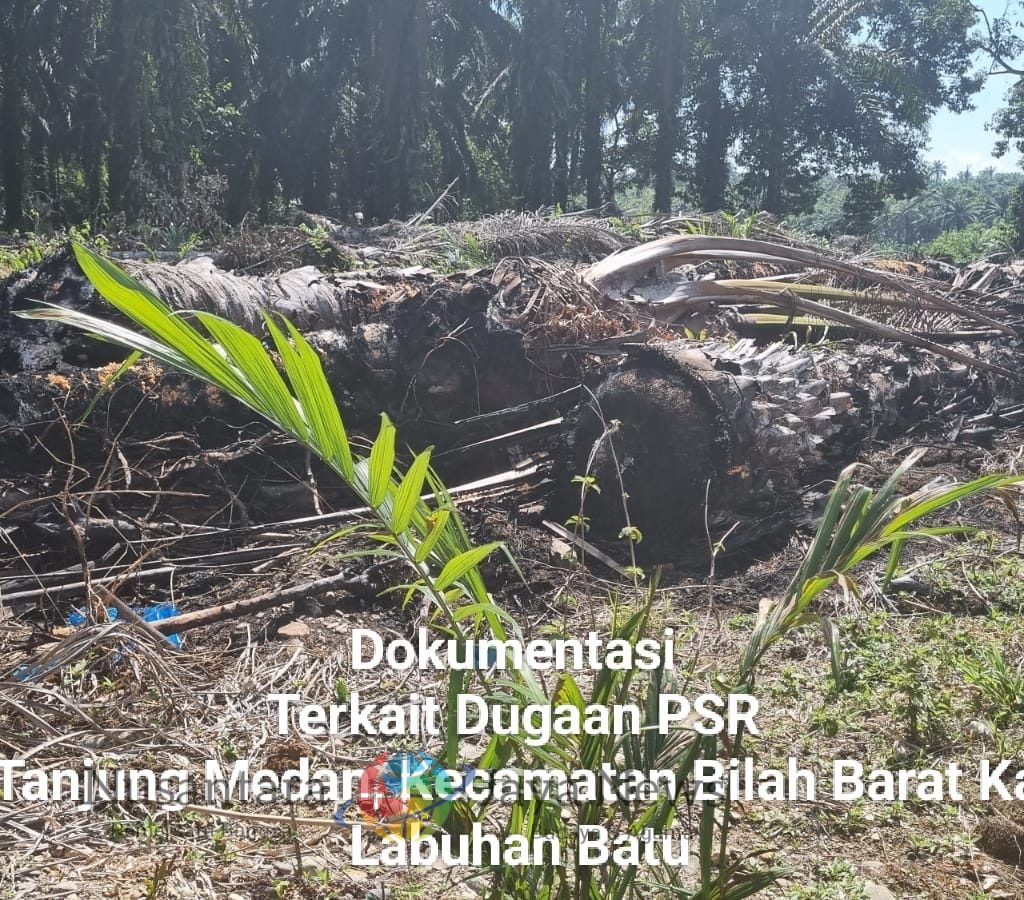 Dugaan KKN di Program Peremajaan Sawit Rakyat Koperasi Sahata Maju Bersama Disorot